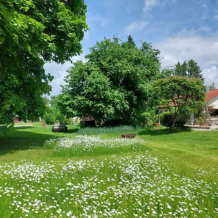 Duermentingen Viola *